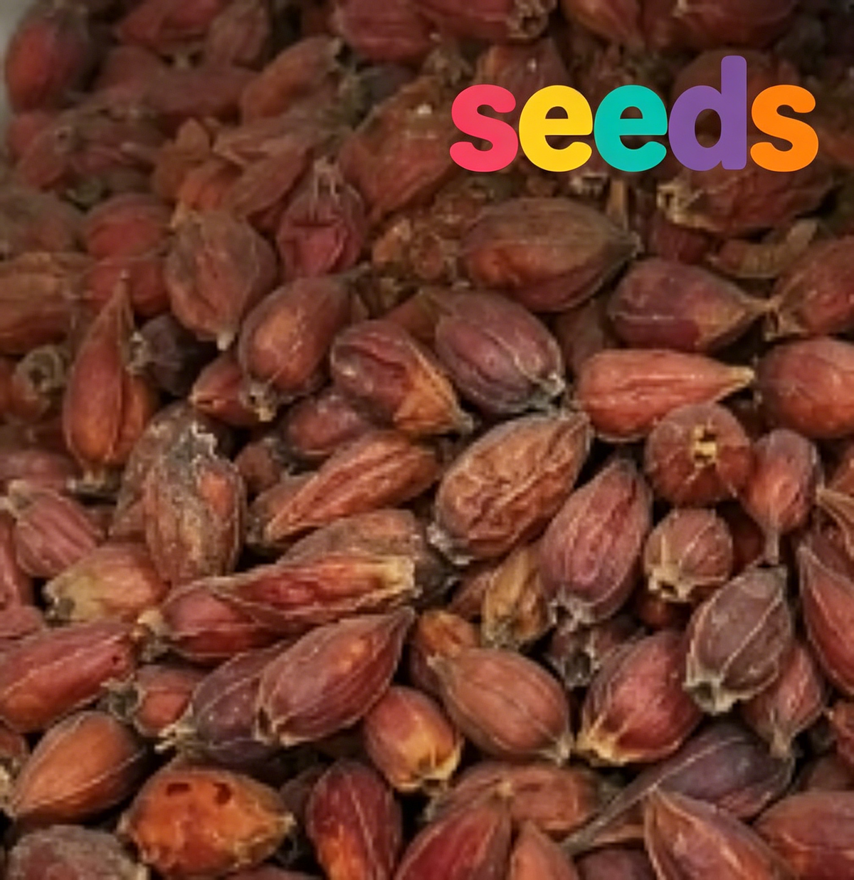 Gardenia Seeds