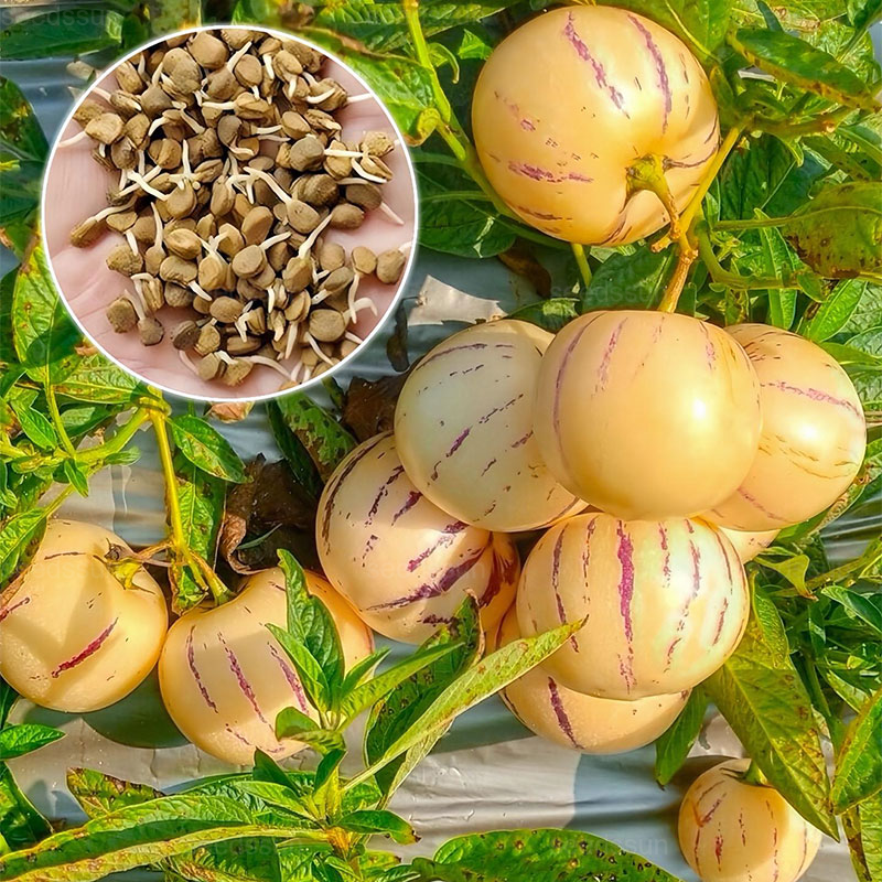 🌿Ginseng Fruit Seeds-Easy To Grow🌱