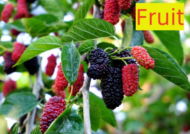 🍇 Black Mulberry Seeds ✨ Fast Growing Easy Care, High Yield Edible Fruit Tree