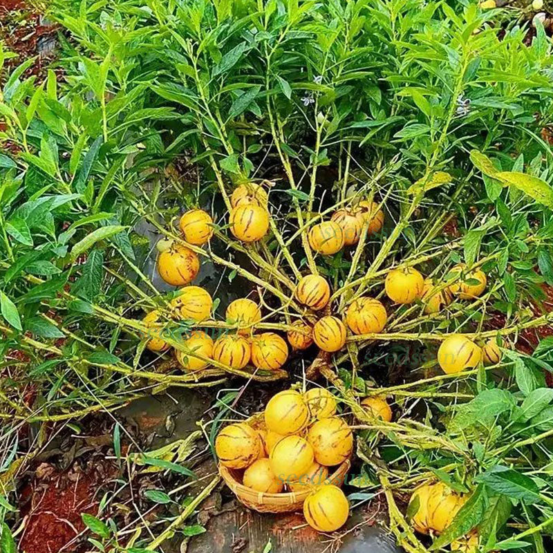 🌿Ginseng Fruit Seeds-Easy To Grow🌱