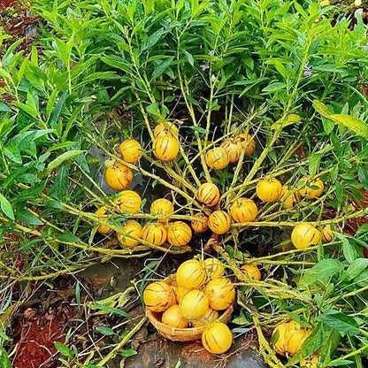 🌿Ginseng Fruit Seeds-Easy To Grow🌱