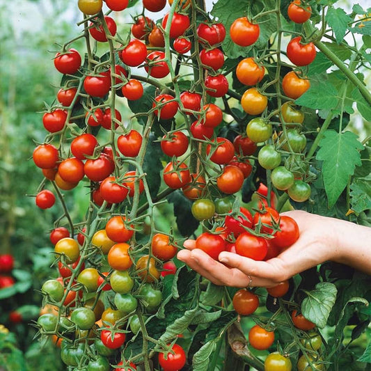 Cherry Tomato Seeds