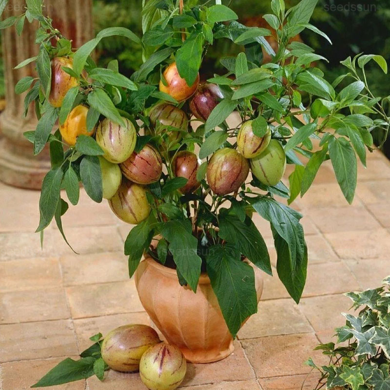 🌿Ginseng Fruit Seeds-Easy To Grow🌱