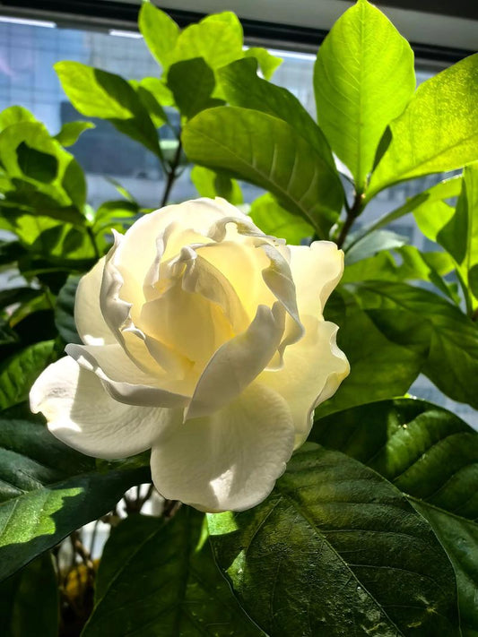 Gardenia Seeds