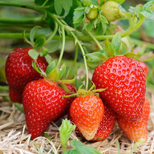 🌱 Handpicked Strawberry Seeds – Fresh, Easy to Plant & Harvest
