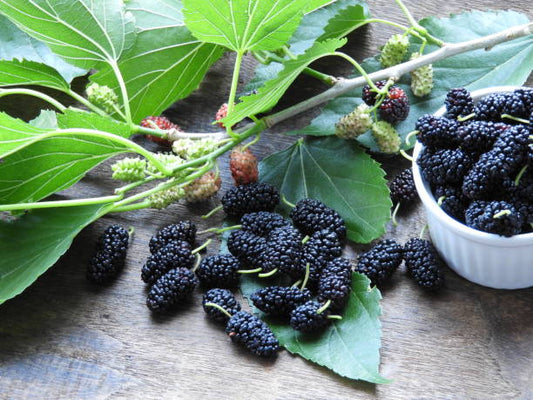 🍇 Black Mulberry Seeds ✨ Fast Growing Easy Care, High Yield Edible Fruit Tree